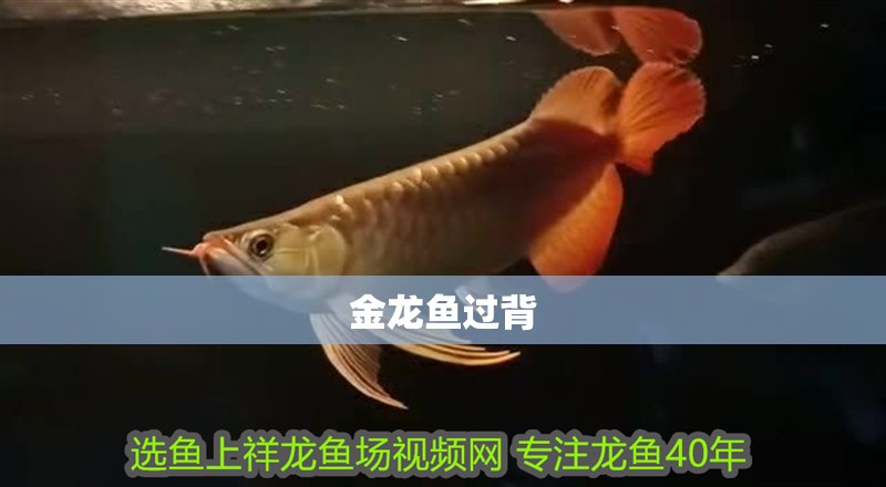 金龍魚過(guò)背