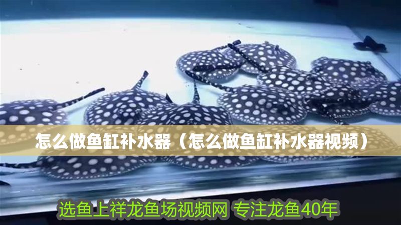怎么做魚缸補水器（怎么做魚缸補水器視頻）