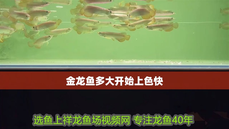 金龍魚多大開始上色快