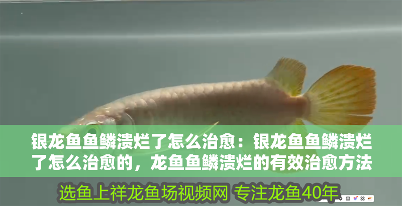 銀龍魚魚鱗潰爛了怎么治愈：銀龍魚魚鱗潰爛了怎么治愈的，龍魚魚鱗潰爛的有效治愈方法