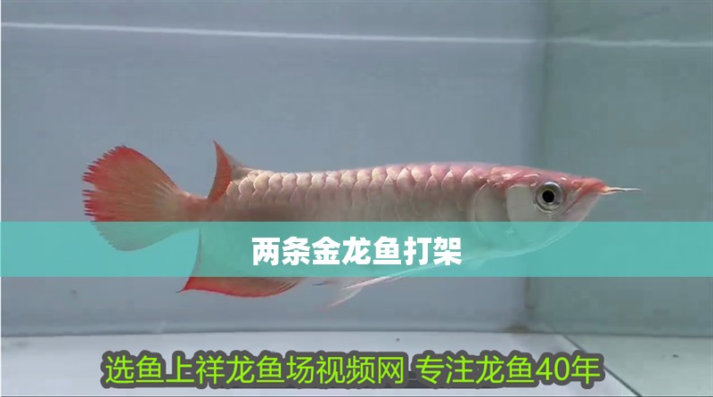 兩條金龍魚打架