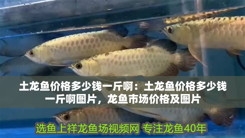 土龍魚價格多少錢一斤啊：土龍魚價格多少錢一斤啊圖片，龍魚市場價格及圖片