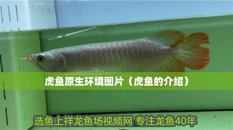 魚缸過濾器選購指南:自制魚缸過濾器魚缸上置過濾器對(duì)于養(yǎng)魚愛好者的必備知識(shí) 虎魚原生環(huán)境圖片(虎魚的介紹) 虎魚百科 虎魚原生環(huán)境圖片(虎魚的介紹) 虎魚原生環(huán)境圖片(虎魚的介紹) 虎魚百科