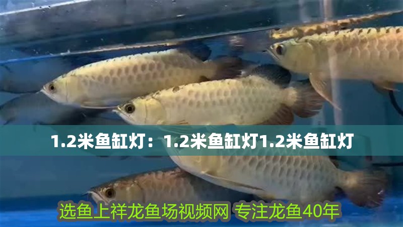 1.2米魚缸燈：1.2米魚缸燈1.2米魚缸燈
