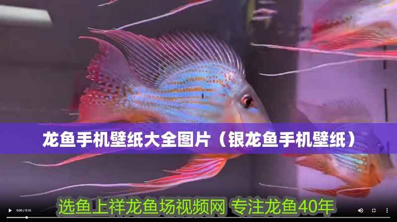 龍魚(yú)手機(jī)壁紙大全圖片（銀龍魚(yú)手機(jī)壁紙）