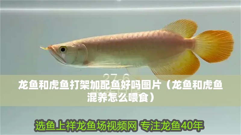 龍魚和虎魚打架加配魚好嗎圖片（龍魚和虎魚混養怎么喂食）