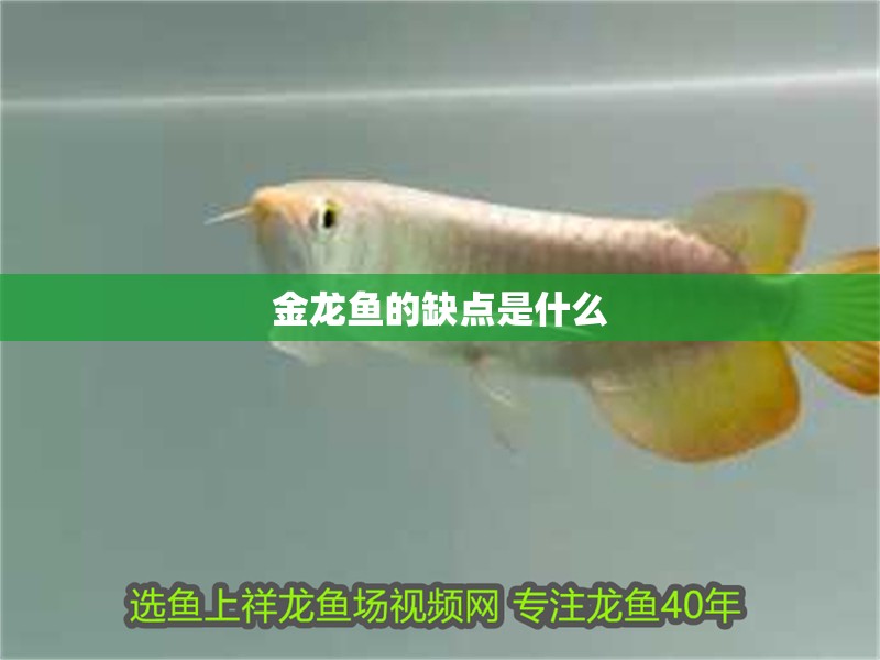 金龍魚的缺點是什么