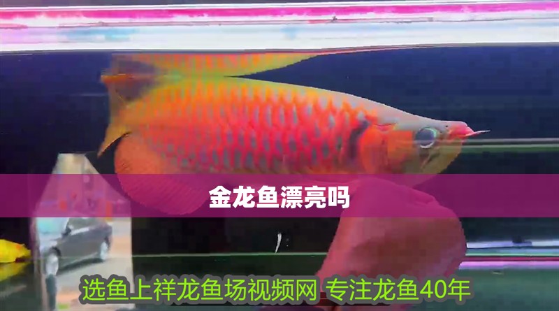 金龍魚漂亮嗎