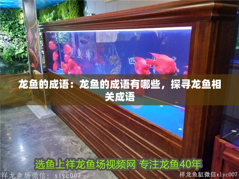 龍魚的成語(yǔ)：龍魚的成語(yǔ)有哪些，探尋龍魚相關(guān)成語(yǔ)