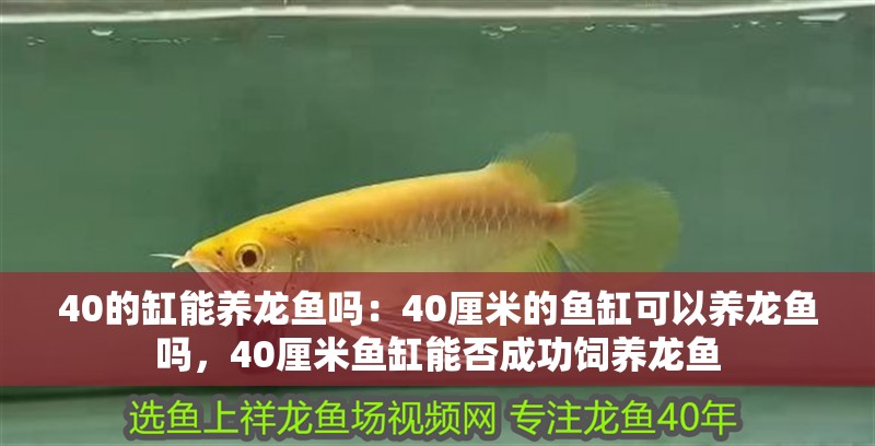 40的缸能養(yǎng)龍魚(yú)嗎：40厘米的魚(yú)缸可以養(yǎng)龍魚(yú)嗎，40厘米魚(yú)缸能否成功飼養(yǎng)龍魚(yú)