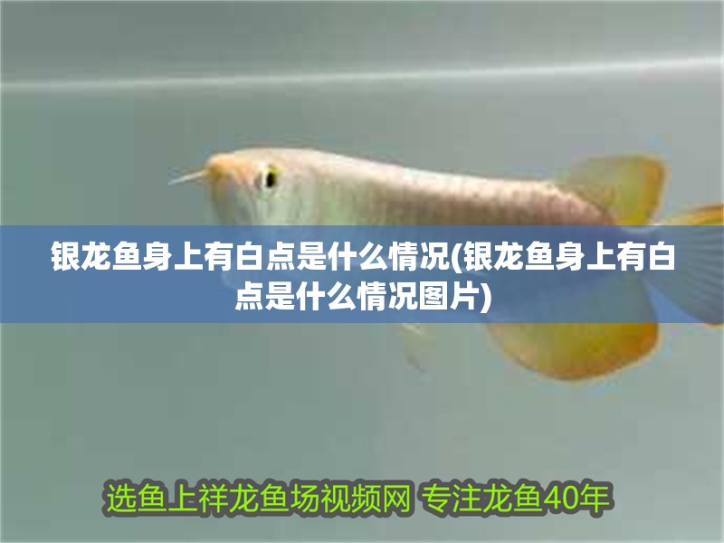 銀龍魚身上有白點是什么情況(銀龍魚身上有白點是什么情況圖片)