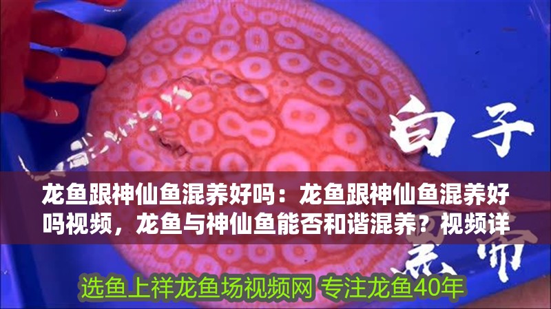 龍魚跟神仙魚混養好嗎：龍魚跟神仙魚混養好嗎視頻，龍魚與神仙魚能否和諧混養？視頻詳解養護要點
