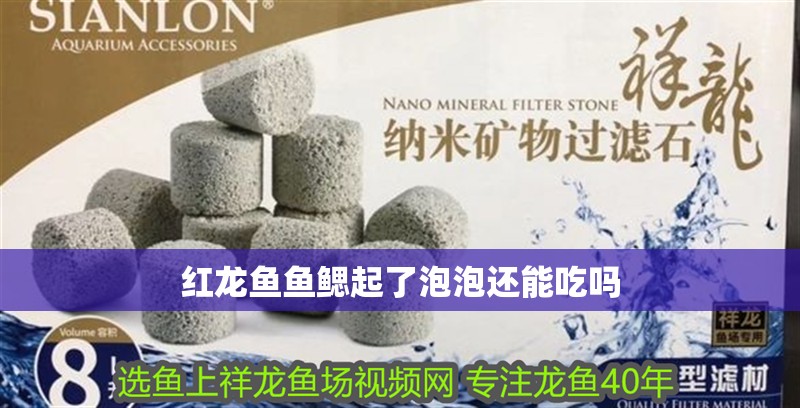 紅龍魚魚鰓起了泡泡還能吃嗎