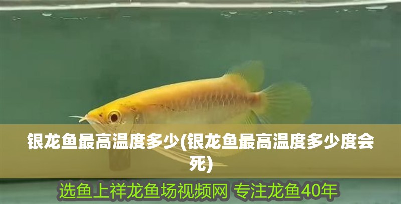 銀龍魚最高溫度多少(銀龍魚最高溫度多少度會死)