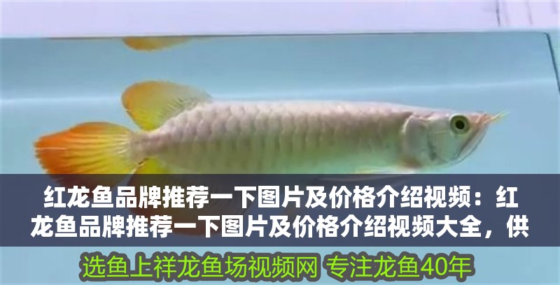 紅龍魚品牌推薦一下圖片及價格介紹視頻：紅龍魚品牌推薦一下圖片及價格介紹視頻大全，供你參考，你可以根據實際需求進行選擇，，直白實用風，紅龍魚品牌全攻略，圖片、價格及介紹視頻大集合，吸引眼球風，驚！超全紅龍魚品牌推薦，海量圖片+價格解析+精彩視頻一鍵看，簡潔高效風，紅龍魚品牌精選，圖、價、視頻一站式
