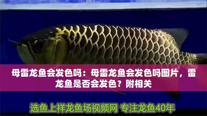 母雷龍魚會發色嗎：母雷龍魚會發色嗎圖片，雷龍魚是否會發色？附相關