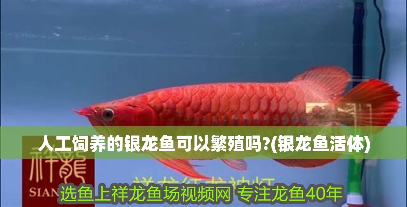 人工飼養(yǎng)的銀龍魚可以繁殖嗎?(銀龍魚活體)