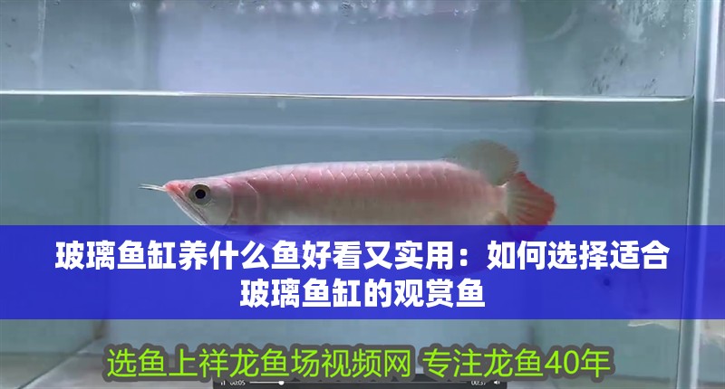 玻璃魚缸養什么魚好看又實用：如何選擇適合玻璃魚缸的觀賞魚