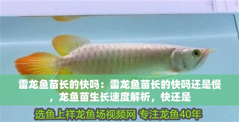 雷龍魚苗長的快嗎：雷龍魚苗長的快嗎還是慢，龍魚苗生長速度解析，快還是