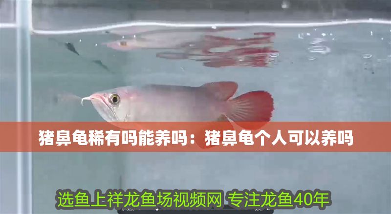 豬鼻龜稀有嗎能養嗎：豬鼻龜個人可以養嗎