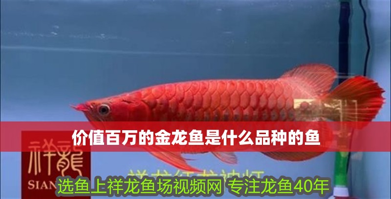 價值百萬的金龍魚是什么品種的魚 價值百萬的金龍魚是什么品種的魚 龍魚百科