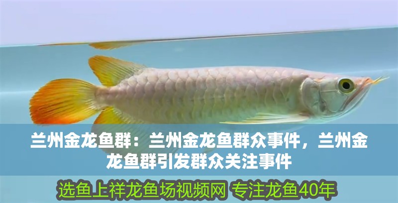 蘭州金龍魚群：蘭州金龍魚群眾事件，蘭州金龍魚群引發群眾關注事件