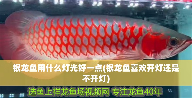 銀龍魚用什么燈光好一點(銀龍魚喜歡開燈還是不開燈) 銀龍魚用什么燈光好一點(銀龍魚喜歡開燈還是不開燈) 銀龍魚百科