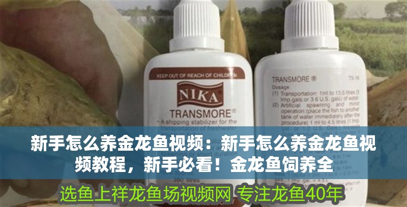 新手怎么養金龍魚視頻：新手怎么養金龍魚視頻教程，新手必看！金龍魚飼養全