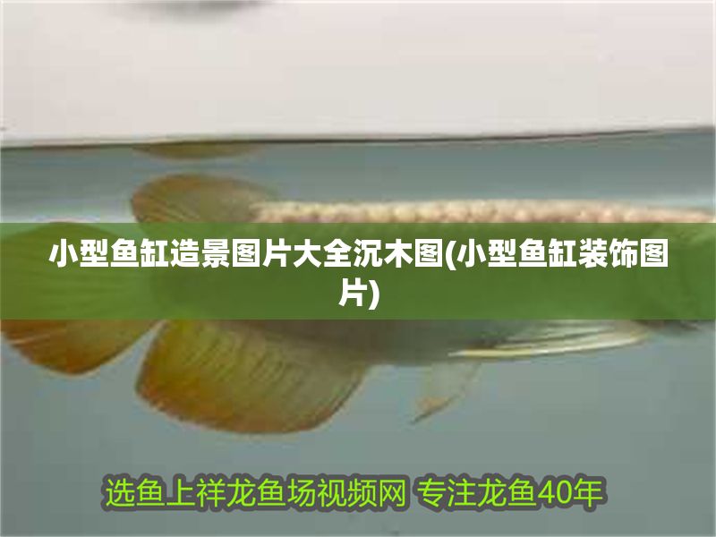 小型魚缸造景圖片大全沉木圖(小型魚缸裝飾圖片)