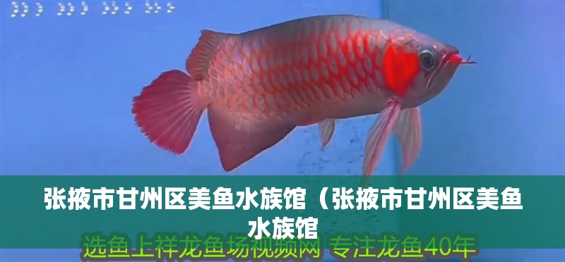 張掖市甘州區美魚水族館（張掖市甘州區美魚水族館