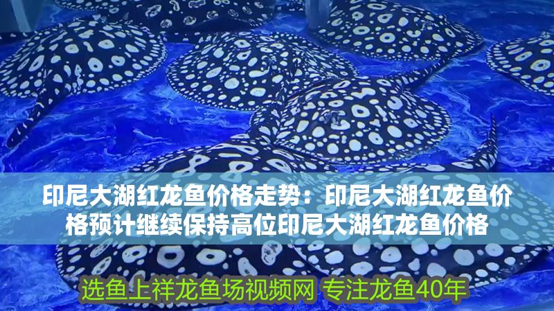 印尼大湖紅龍魚價格走勢：印尼大湖紅龍魚價格預計繼續保持高位印尼大湖紅龍魚價格