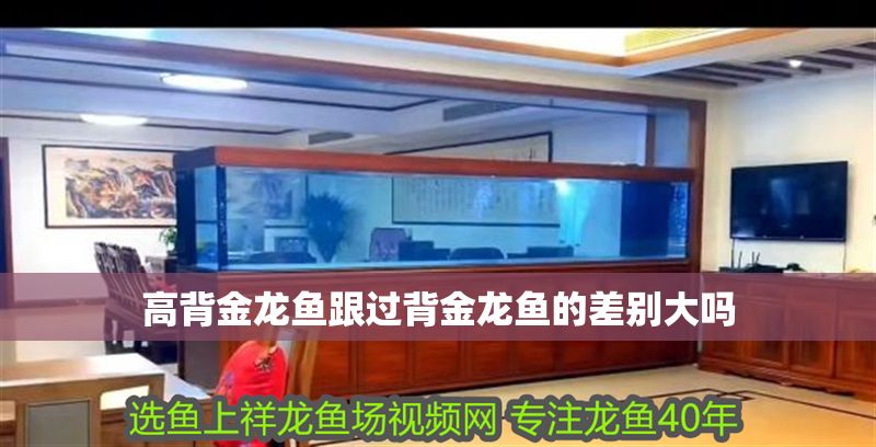 高背金龍魚跟過背金龍魚的差別大嗎