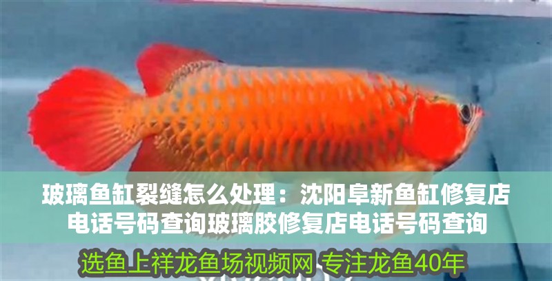 我的虎魚真菌感染了要怎么處理 玻璃魚缸裂縫怎么處理:沈陽阜新魚缸修復店電話號碼查詢玻璃膠修復店電話號碼查詢 魚缸百科 玻璃魚缸裂縫怎么處理:沈陽阜新魚缸修復店電話號碼查詢玻璃膠修復店電話號碼查詢 玻璃魚缸裂縫怎么處理:沈陽阜新魚缸修復店電話號碼查詢玻璃膠修復店電話號碼查詢 魚缸百科