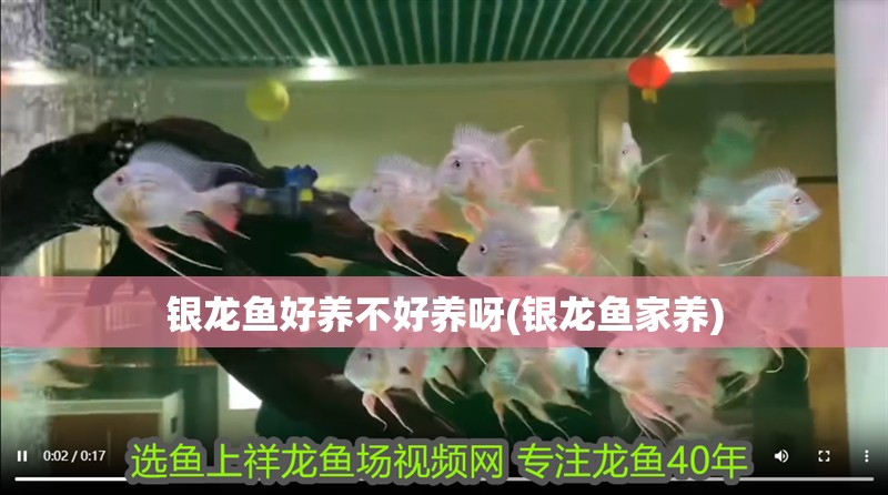 銀龍魚好養不好養呀(銀龍魚家養)