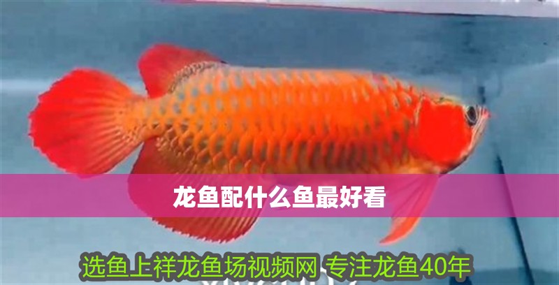 龍魚配什么魚最好看