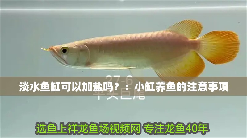淡水魚缸可以加鹽嗎？：小缸養魚的注意事項