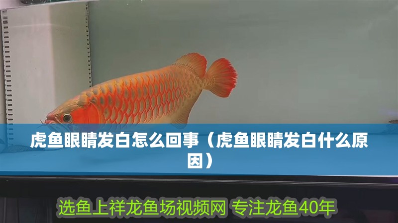 虎魚眼睛發白怎么回事（虎魚眼睛發白什么原因） 虎魚眼睛發白怎么回事（虎魚眼睛發白什么原因） 虎魚百科