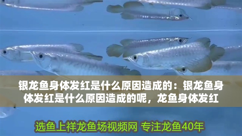 銀龍魚身體發(fā)紅是什么原因造成的：銀龍魚身體發(fā)紅是什么原因造成的呢，龍魚身體發(fā)紅