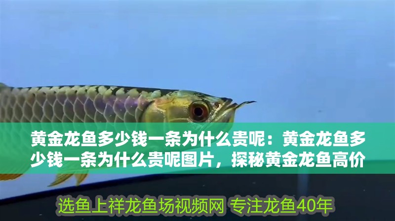 黃金龍魚多少錢一條為什么貴呢：黃金龍魚多少錢一條為什么貴呢圖片，探秘黃金龍魚高價之謎，價格解析與珍貴原因全