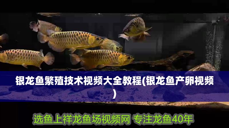 銀龍魚繁殖技術視頻大全教程(銀龍魚產卵視頻)