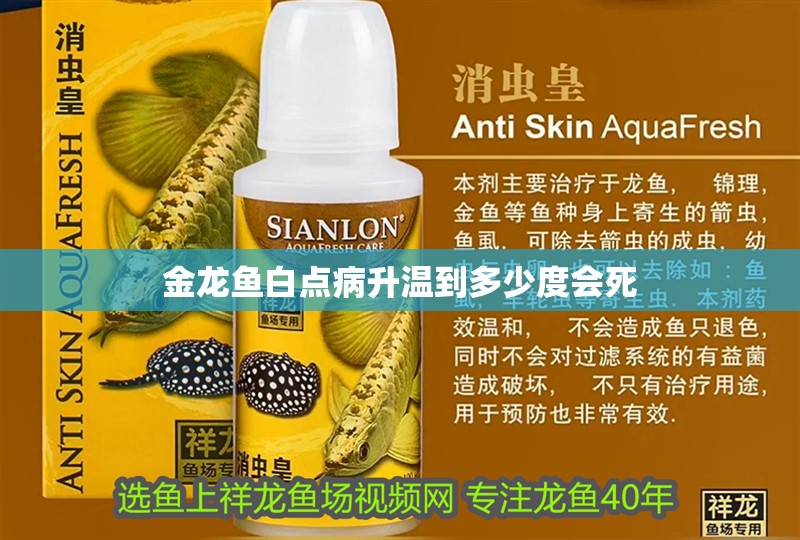 金龍魚白點病升溫到多少度會死