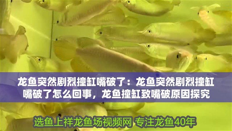 龍魚突然劇烈撞缸嘴破了：龍魚突然劇烈撞缸嘴破了怎么回事，龍魚撞缸致嘴破原因探究