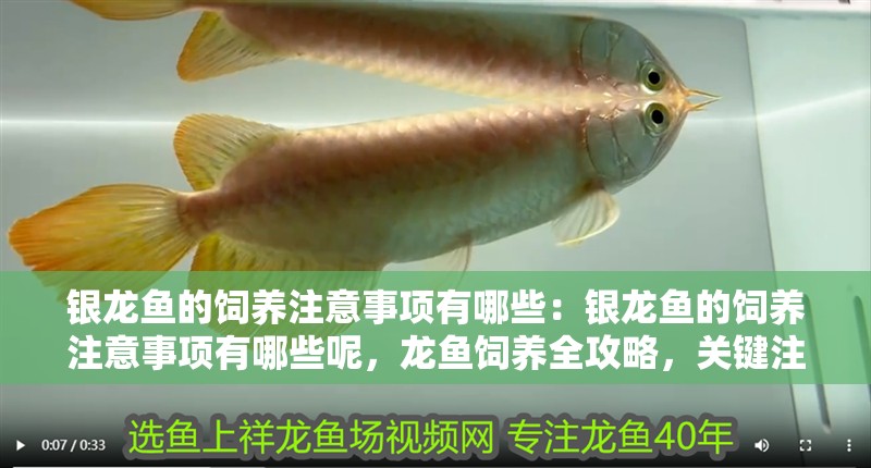 銀龍魚的飼養注意事項有哪些：銀龍魚的飼養注意事項有哪些呢，龍魚飼養全攻略，關鍵注意事項詳解 銀龍魚的飼養注意事項有哪些：銀龍魚的飼養注意事項有哪些呢，龍魚飼養全攻略，關鍵注意事項詳解 水族問答