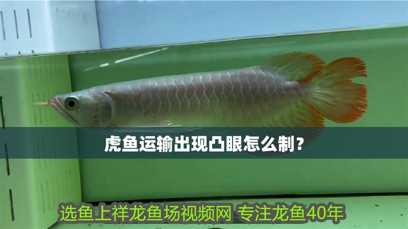 虎魚運輸出現(xiàn)凸眼怎么制？