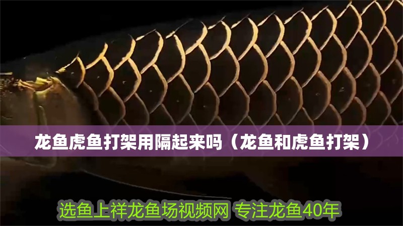 龍魚虎魚打架用隔起來嗎（龍魚和虎魚打架）