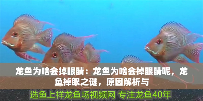 龍魚為啥會掉眼睛：龍魚為啥會掉眼睛呢，龍魚掉眼之謎，原因解析與