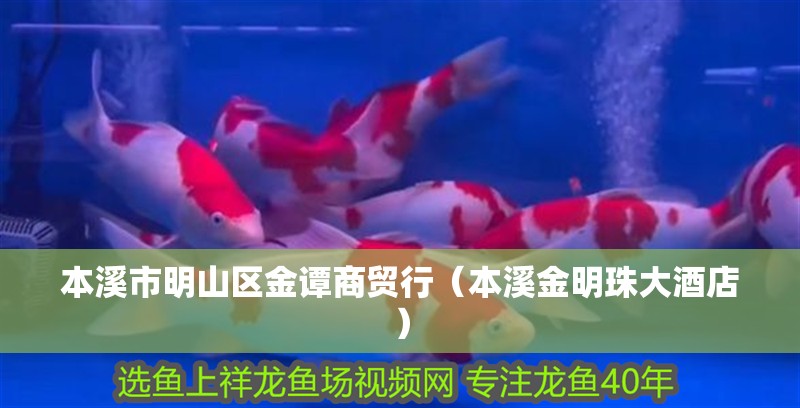 本溪市明山區金譚商貿行(本溪金明珠大酒店) 全國水族館企業名錄 第2張 本溪市明山區金譚商貿行(本溪金明珠大酒店) 本溪市明山區金譚商貿行(本溪金明珠大酒店) 全國水族館企業名錄 第2張