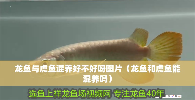 龍魚與虎魚混養好不好呀圖片（龍魚和虎魚能混養嗎）