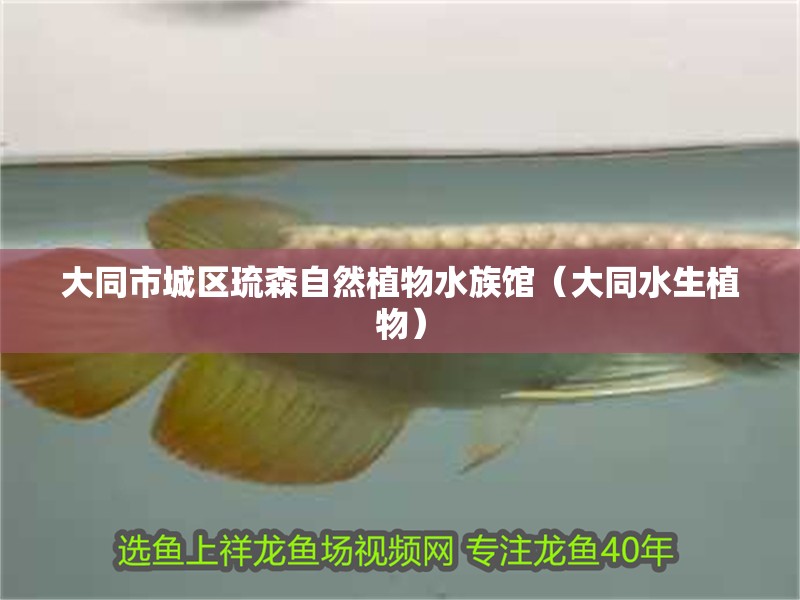 大同市城區琉森自然植物水族館（大同水生植物）