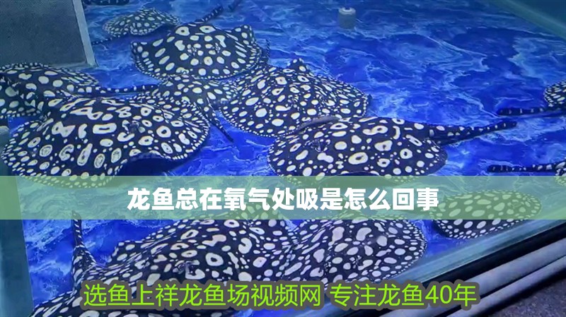 龍魚總在氧氣處吸是怎么回事